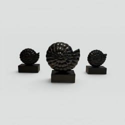 Set of Three Nautilus Shells in Carved Black-Lacquered Woo | Modern Eye Gallery